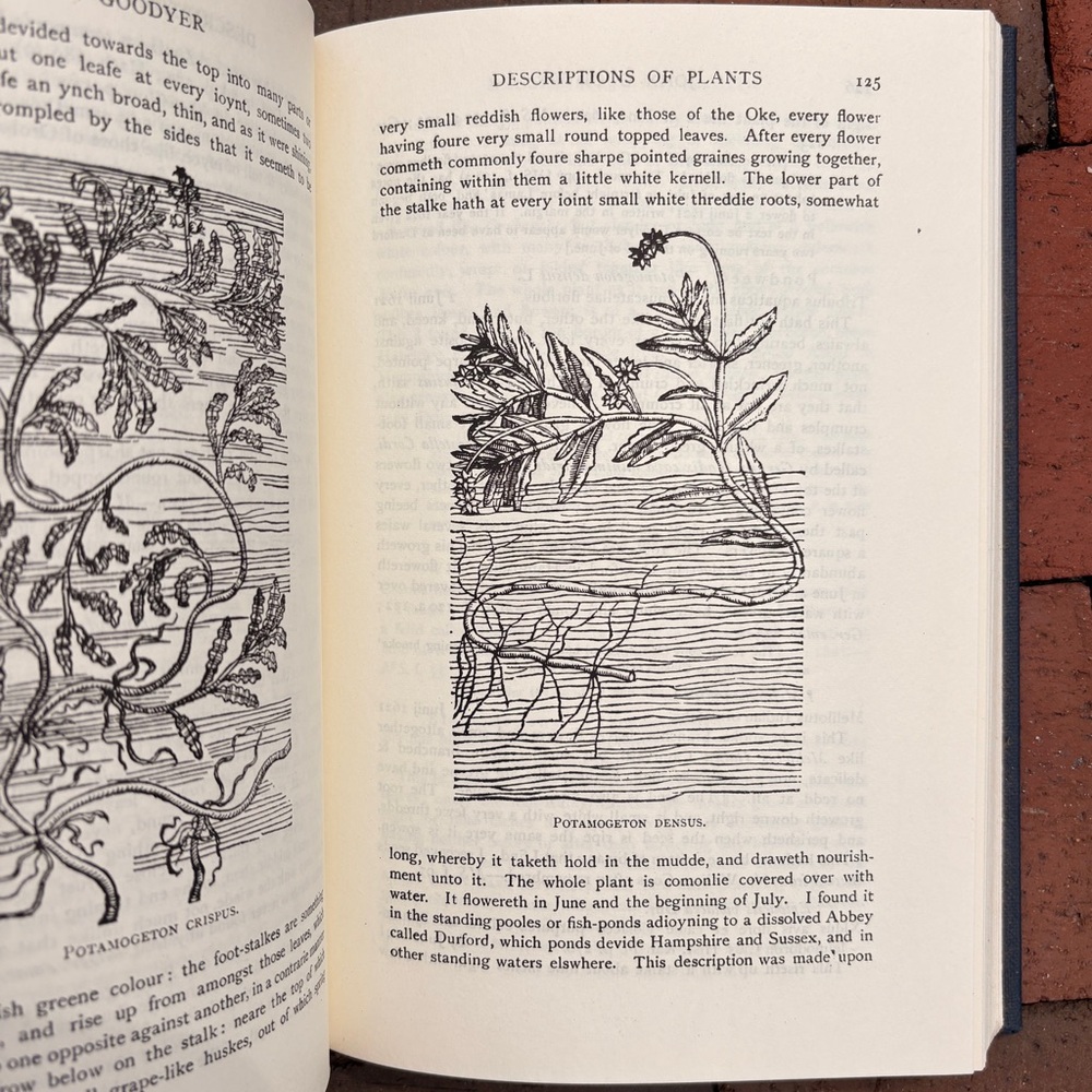 1971 Early British Botanists and Their Gardens Goodyer Tradescant Gardencore - Picture 4 of 12